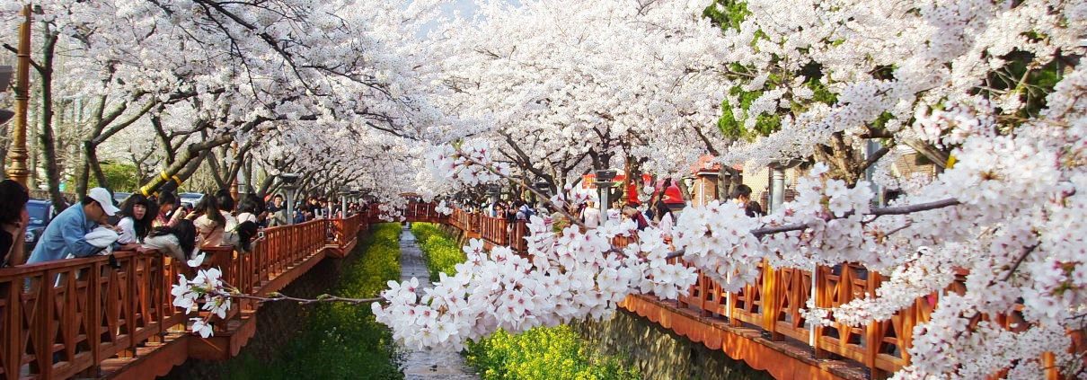Spring in Asia: What do Asian singles love to do in this season ...